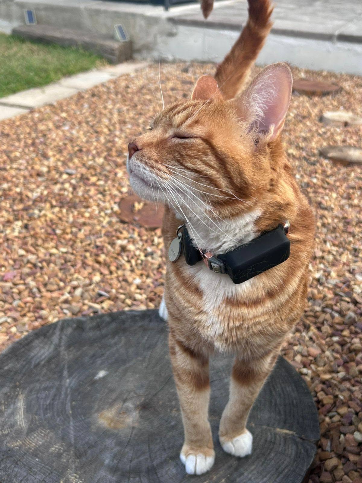 BEST SELLER AlleyCat EXTREME GPS Cat tracker for medium to bigger cats - Image 3
