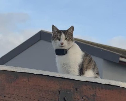 BEST SELLER AlleyCat EXTREME GPS Cat tracker for medium to bigger cats - Image 22